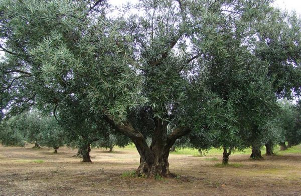 Ελαιόλαδο: Πώς θα υπολογίσετε τη φετινή εισφορά δακοκτονίας