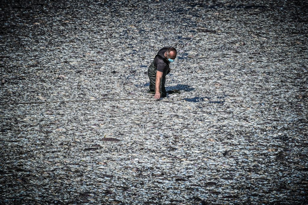 «Μπαλάκι» οι ευθύνες για τα νεκρά ψάρια – Ολοκληρώνεται η απομάκρυση