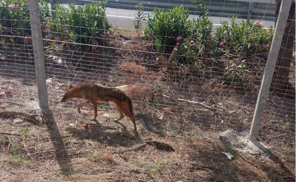 Τσακάλι βρέθηκε σε κατοικημένη περιοχή στη Λάρισα