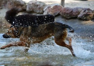 Άγνωστοι εγκαταλείπουν ή μεταφέρουν ζώα από άλλες περιοχές στην Κατερίνη, ισχυρίζεται ο Δήμος