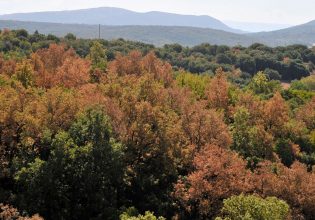 Τα δάση της Ελλάδας έχουν όψη… φθινοπώρου