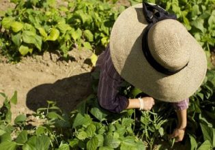 ΟΠΕΚΕΠΕ: Έως 20 Οκτωβρίου η μεταβίβαση δικαιωμάτων ενίσχυσης