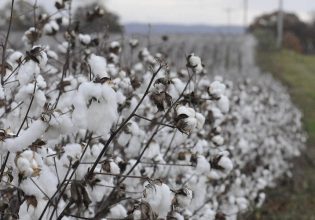 Θεσσαλία: Σε αναβρασμό οι αγρότες – Κινδυνεύει η ειδική ενίσχυση βάμβακος