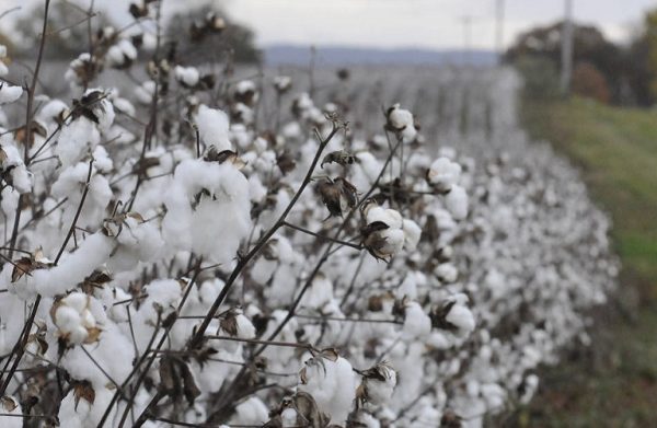 Θεσσαλία: Σε αναβρασμό οι αγρότες – Κινδυνεύει η ειδική ενίσχυση βάμβακος