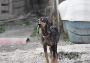 Γιαννιτσά: Εικόνες εγκατάλειψης σε δημοτικό κυνοκομείο – Χωρίς ταΐστρες και σκίαστρο τα ζώα