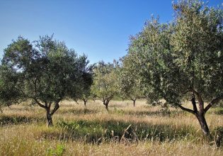 Ελιά: Πώς θα προστατέψετε τα δένδρα από τις φθινοπωρινές προσβολές