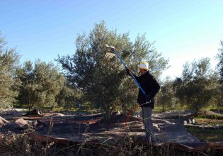 Η τεχνολογία AI ως ασπίδα για την προστασία των ελαιόδεντρων από τα παράσιτα