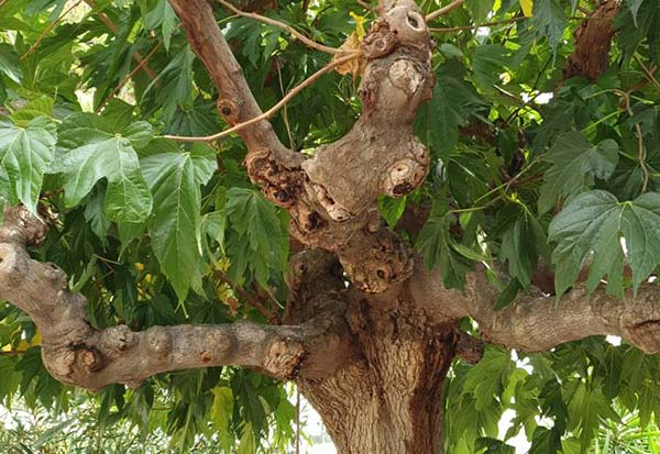 Συναγερμός για τις Μουριές της Κηφισιάς-Τι αναφέρει ο Δήμος