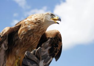 Νορβηγία: Αετός επιτέθηκε σε ανθρώπους, ανάμεσά τους και ένα νήπιο – Τον σκότωσε θηροφύλακας