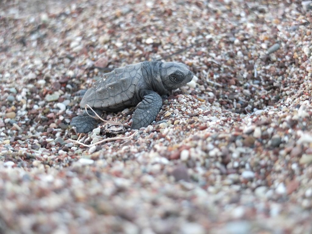 Η Caretta caretta δεν κινδυνεύει πλέον με εξαφάνιση