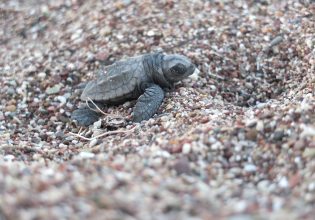 Η Caretta caretta δεν κινδυνεύει πλέον με εξαφάνιση