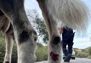 Λευκάδα: Έσερναν σκυλιά αλυσοδεμένα σε βανάκι