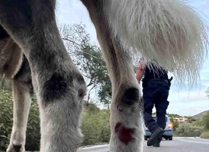 Λευκάδα: Έσερναν σκυλιά αλυσοδεμένα σε βανάκι