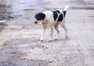 Μαγνησία: Με φόλες δηλητηρίασαν δέκα σκύλους και πολλές γάτες μέσα και έξω από αυλές