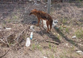 Τσακάλι βρέθηκε σε κατοικημένη περιοχή έξω από την Λάρισα – Αναζητούσε τροφή