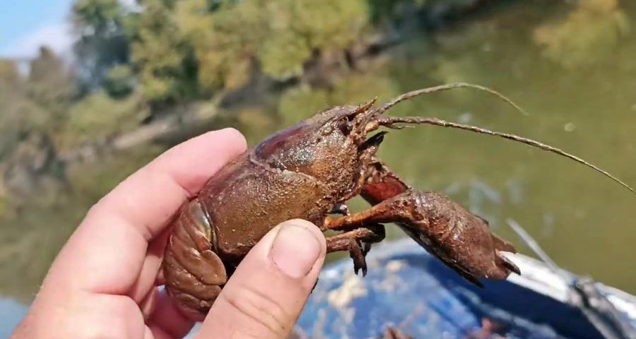 Πανώλη… και στις καραβίδες – Σε απόγνωση οι ψαράδες της Κοζάνης