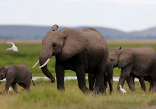 Η WWF εκπέμπει SOS: Καταστροφική απώλεια ζωικών ειδών τα τελευταία 50 χρόνια