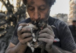 Λίβανος: Ακτιβιστές ρισκάρουν τις ζωές τους εν μέσω βομβαρδισμών σώζοντας ζώα