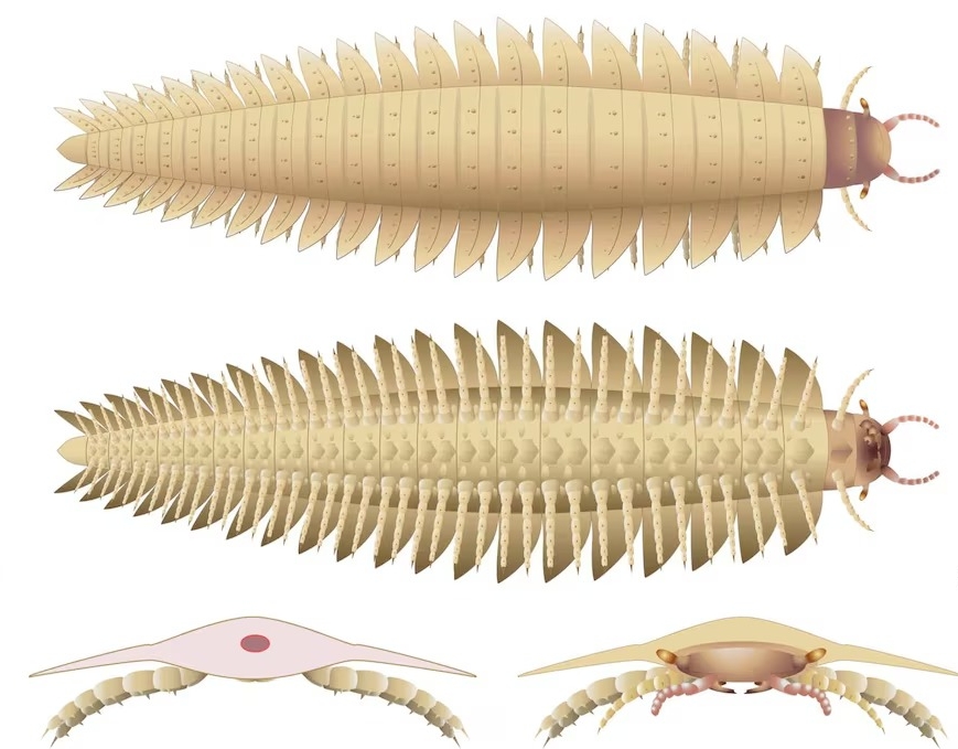 Το μεγαλύτερο αρθρόποδο που έζησε ποτέ ήταν ένας προϊστορικός εφιάλτης
