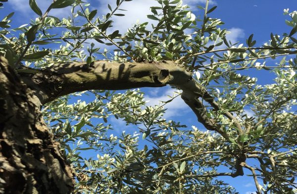 Ελαιοτουρισμός: Πώς οι ελαιώνες «τελειώνουν» τον υπερτουρισμό της Κρήτης – Όπλο οι ελιές και τα αρχαία