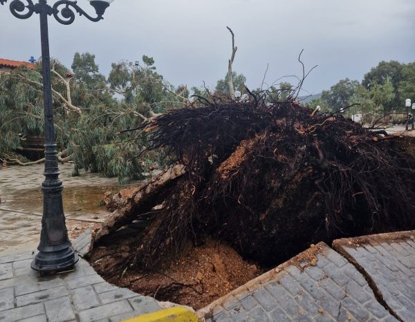 Κακοκαιρία: Καταστροφές και πτώσεις δέντρων από την ισχυρή καταιγίδα που χτύπησε στον Ασπρόπυργο