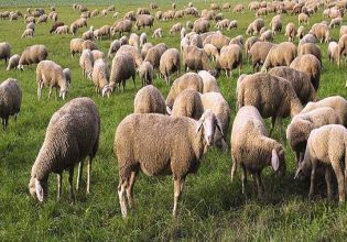 Κτηνοτροφία: Ξεκινά η απογραφή ζωικού κεφαλαίου