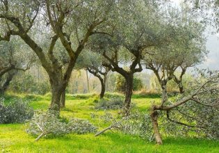 Ελιά: Πού πραγματοποιήθηκε πρόγραμμα δακοκτονίας