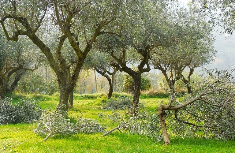 Ελιά: Πού πραγματοποιήθηκε πρόγραμμα δακοκτονίας