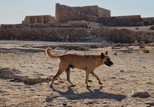 Απόλλωνας: Ο σκύλος που ζει στην κορυφή Πυραμίδας της Αιγύπτου