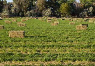 Συνδεδεμένη ενίσχυση: Πώς θα χορηγηθεί σε μηδική και τριφύλλι