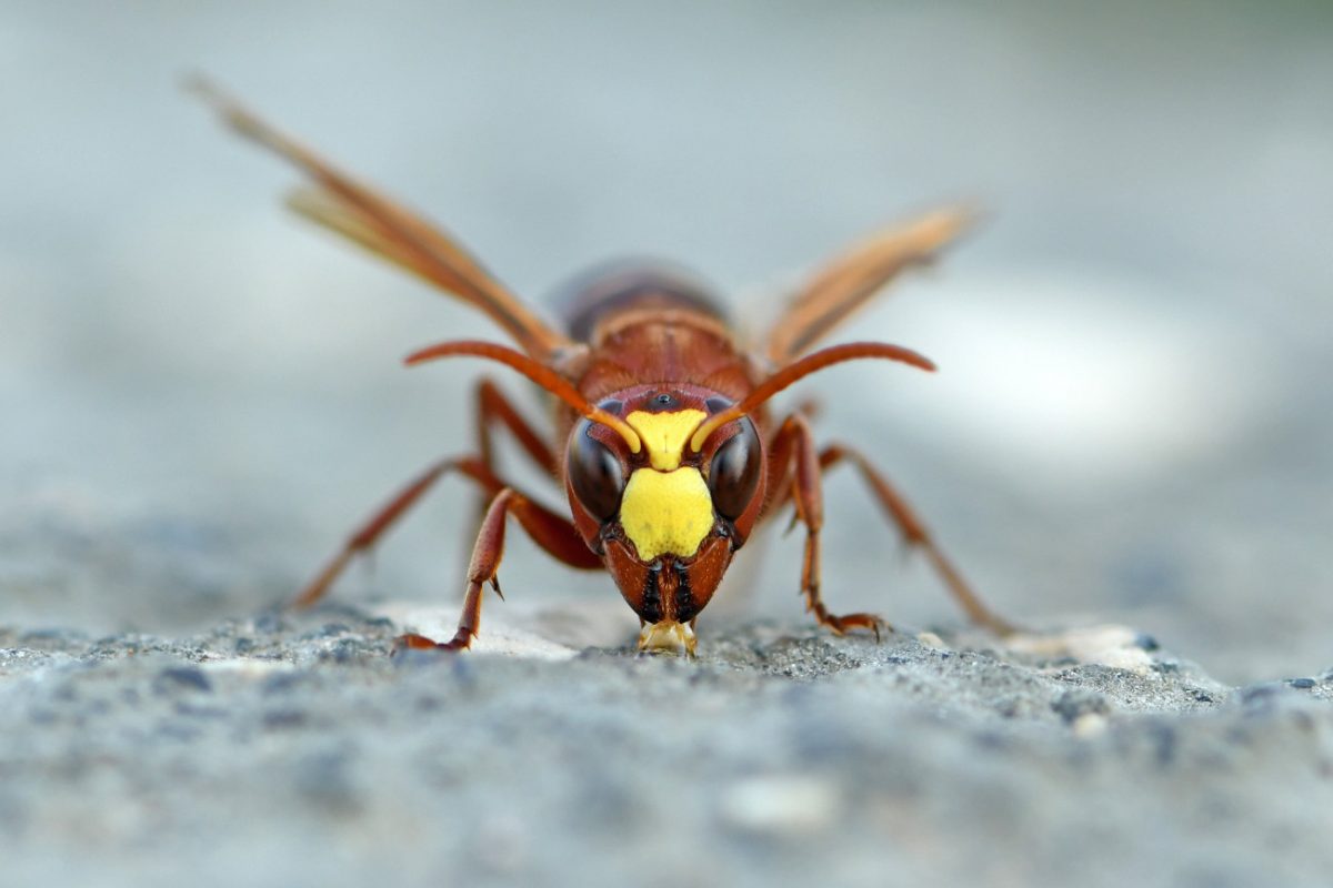 H ασιατική σφήκα Vespa orientalis πίνει από το πρωί μέχρι το βράδυ (Nitzan Cohen)