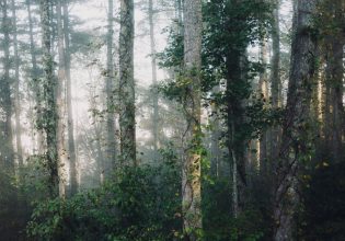 IUCN: Η «κόκκινη λίστα» με τα προς εξαφάνιση δέντρα – Παγκόσμια ανησυχία για το οικοσύστημα