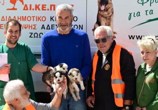 ΔΙ.ΚΕ.Π.Α.Ζ: Το έγγραφο για την ευθανασία δύο μη επιθετικών σκύλων – Το τέχνασμα για την υιοθεσία τους