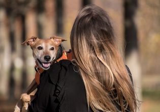 Σε ποιες περιπτώσεις επιβάλλονται πρόστιμα σε ιδιοκτήτες σκύλων κατά τη διάρκεια της βόλτας