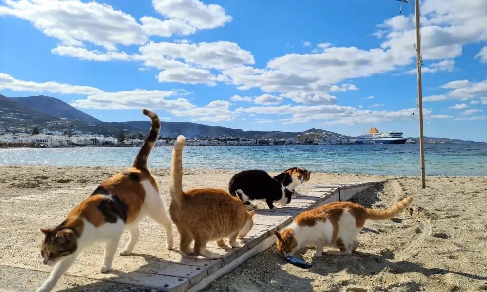 Σε ποια μέρη της Ελλάδας οι αδέσποτες γάτες είναι καλότυχες;