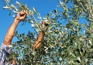 Χαλκίδα: Τους έπιασαν στα πράσα να κλέβουν ελιές μέσα στο χωράφι – Τέσσερις συλλήψεις