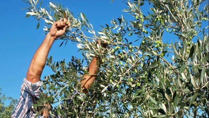 Χαλκίδα: Τους έπιασαν στα πράσα να κλέβουν ελιές μέσα στο χωράφι – Τέσσερις συλλήψεις