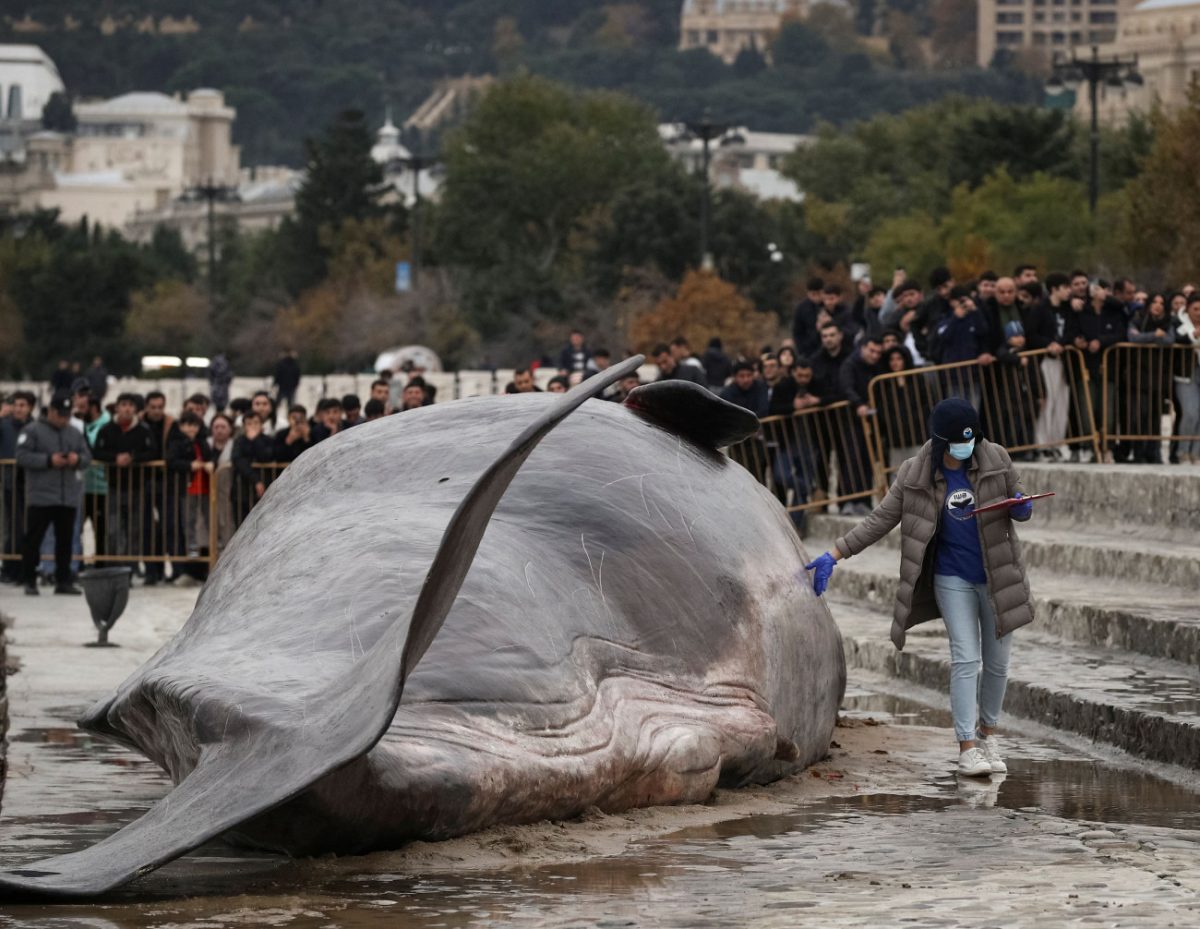 Αζερμπαϊτζάν: Το ενδιαφέρον χιλιάδων πολιτών έχει προκαλέσει «νεκρή φάλαινα»