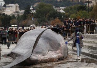 Αζερμπαϊτζάν: Το ενδιαφέρον χιλιάδων πολιτών έχει προκαλέσει «νεκρή φάλαινα»