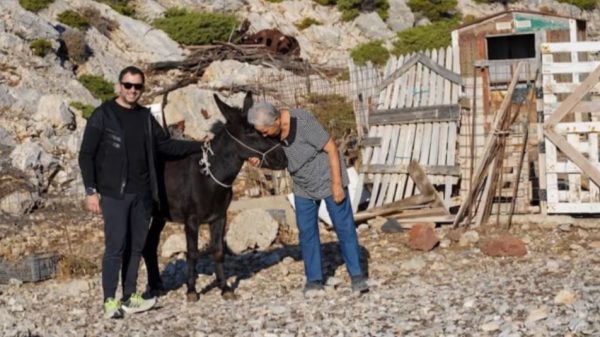 Το γαϊδουράκι από την Κρήτη που θα βοηθά την κυρά Ρηνιώ.