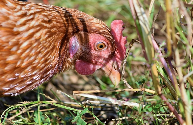 Σε επιφυλακή η Ήπειρος για τη γρίπη των πτηνών