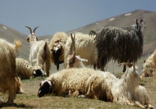 Ευλογιά προβάτων: Τι ισχύει με τις μετακινήσεις και τις σφαγές