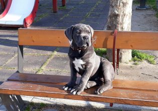 Cane Corso: Ευφυέστατος, φύλακας, με περίσσια αγάπη για τα παιδιά