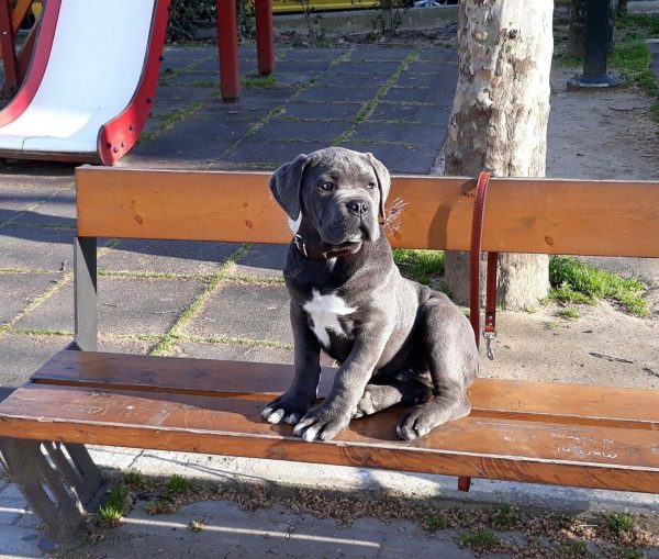 Cane Corso: Ευφυέστατος, φύλακας, με περίσσια αγάπη για τα παιδιά