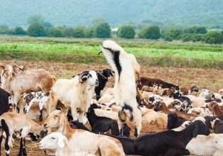 Ευλογιά προβάτων: Σε κρίση οι κτηνοτρόφοι – Ζητείται άμεσα να καταβληθούν οι αποζημιώσεις