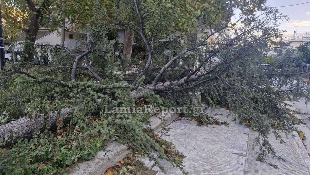 Φθιώτιδα: Ισχυροί άνεμοι ξερίζωσαν δέντρα και ξήλωσαν τέντες – Σοβαρές ζημιές σε σκάφη