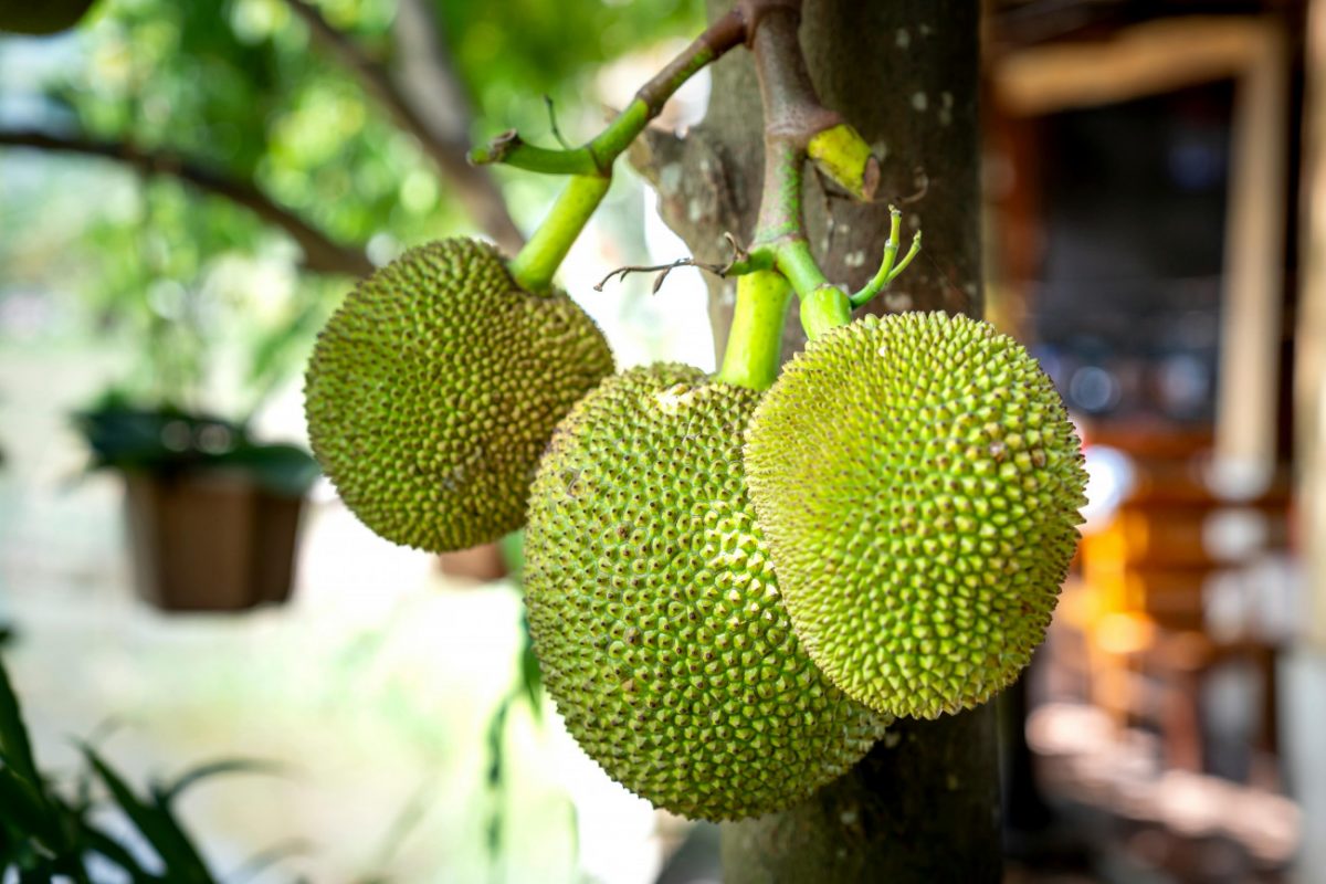 Breadfruit: Το άγνωστο φρούτο που θυμίζει φρεσκοψημένο ψωμί – Μπορεί να σώσει τον κόσμο