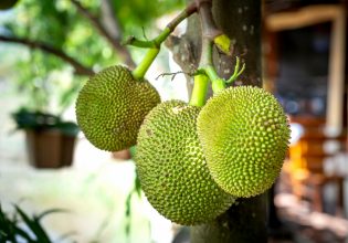 Breadfruit: Το άγνωστο φρούτο που θυμίζει φρεσκοψημένο ψωμί – Μπορεί να σώσει τον κόσμο