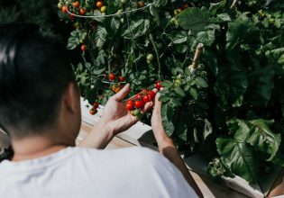 Σαλμονέλα: Συναγερμός για τα κρούσματα από ντοματίνια σε 16 χώρες της Ευρώπης