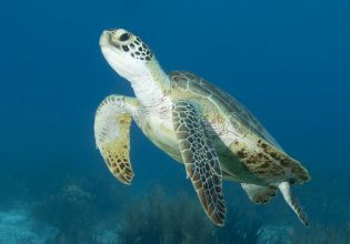 Καλά νέα για την καρέτα-καρέτα: Περισσότερες φωλιές από ποτέ στον Κυπαρισσιακό Κόλπο